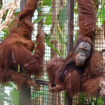 Zoo Planckendael