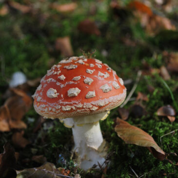 Paddenstoelen